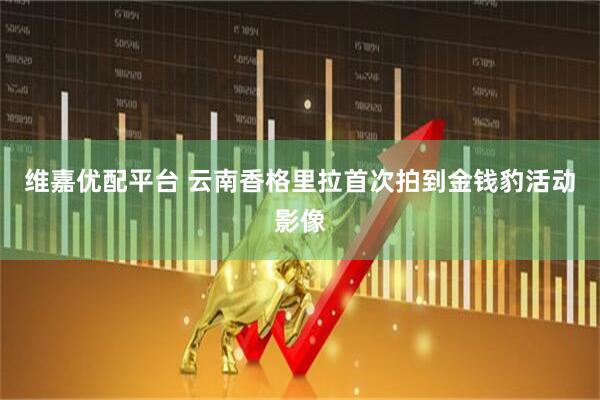 维嘉优配平台 云南香格里拉首次拍到金钱豹活动影像